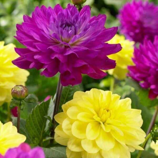 Dahlia Plum Sunny Giants Summer-flowering Bulb