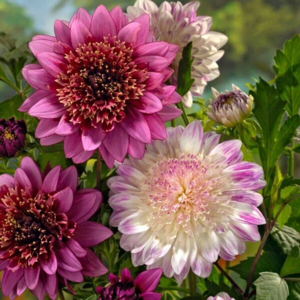Dahlia Mango Mix Summer-flowering Bulb