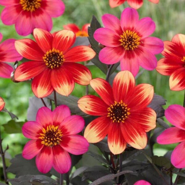 Dahlia Indian Summer Summer-flowering Bulb