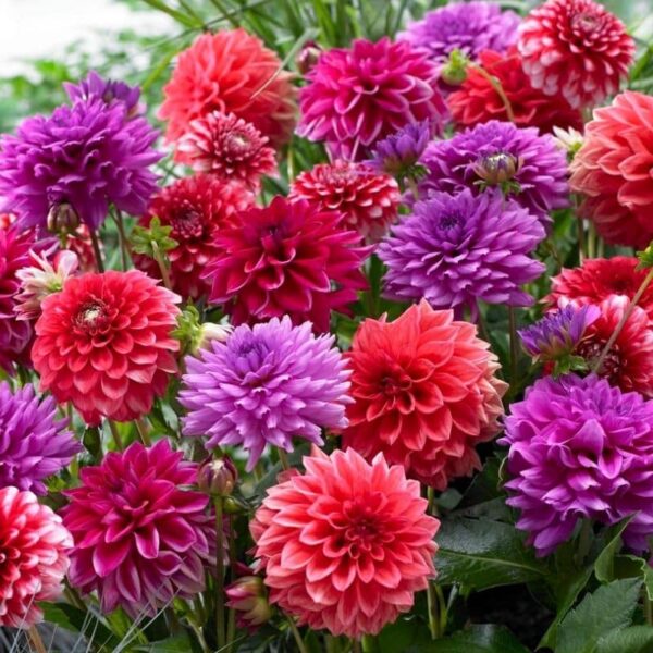 Tropical Punch Blend Summer-flowering Bulb