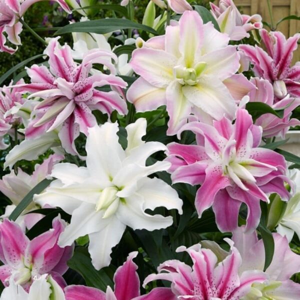 Lily 'The Roses' Summer-flowering Bulb (Lilium)