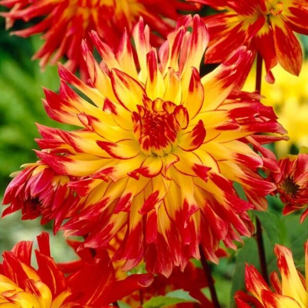 Dahlia Firebird Summer-flowering Bulb