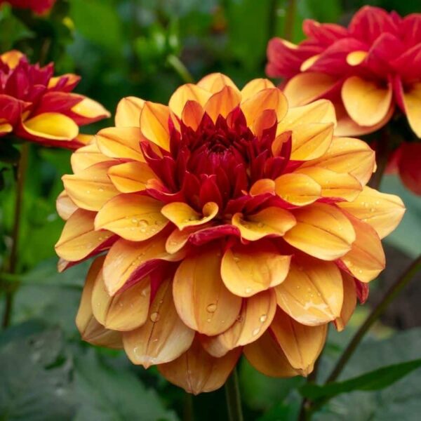 Dahlia Creme De Cognac Summer-flowering Bulb