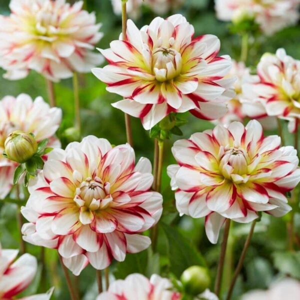 Dahlia Short Track Summer-flowering Bulb
