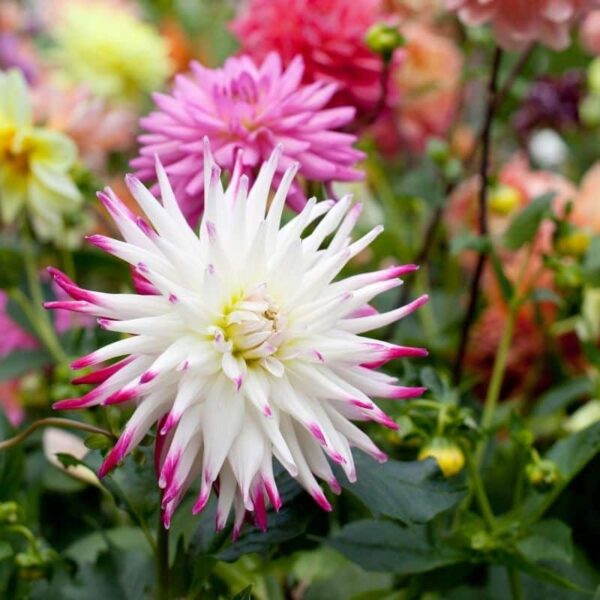 Dahlia Annie Marie Summer-flowering Bulb