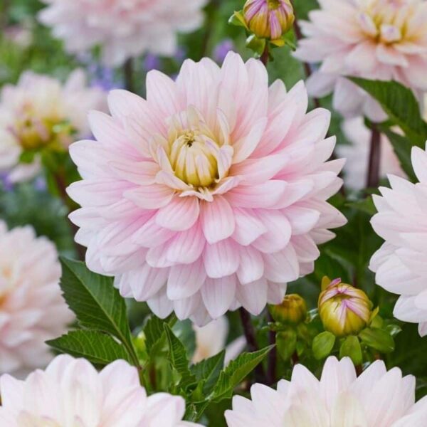 Dahlia Lady Kate Summer-flowering Bulb