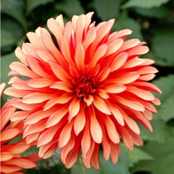 Dahlia Gallery Art Deco Summer-flowering Bulb