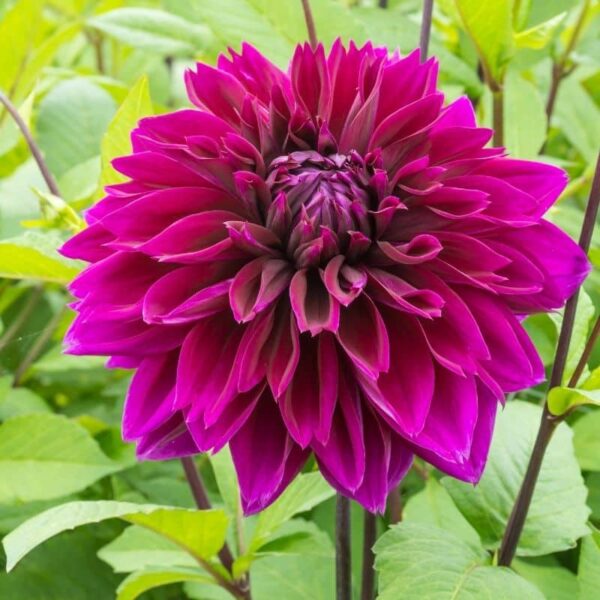 Dahlia Thomas A Edison Summer-flowering Bulb
