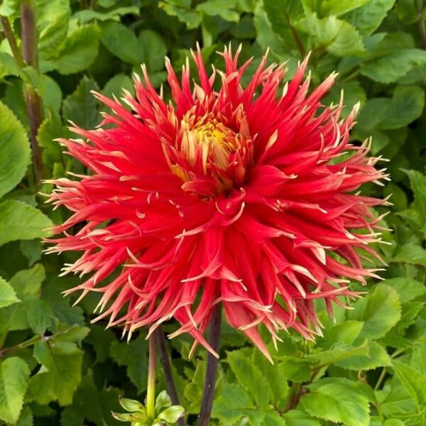 Dahlia Show 'N Tell Summer-flowering Bulb