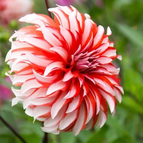 Dahlia Santa Claus Summer-flowering Bulb