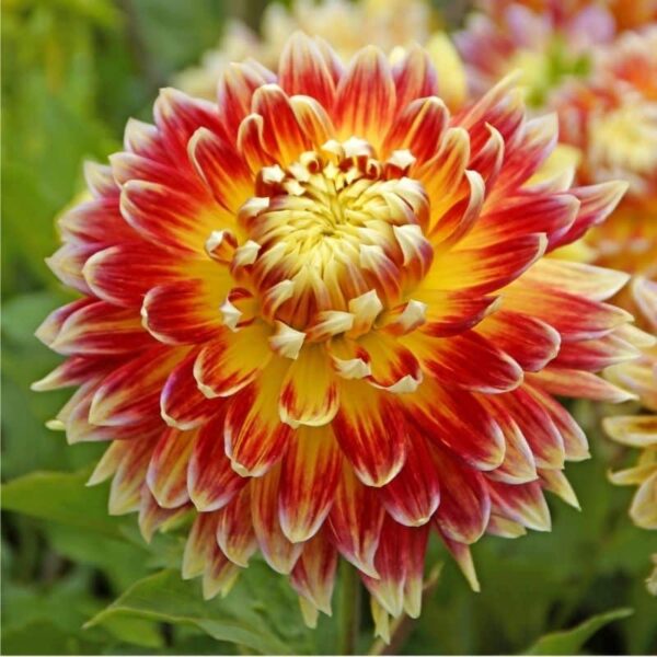 Dahlia Akita Summer-flowering Bulb