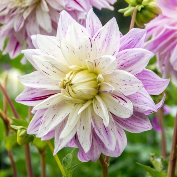 Dahlia Bristol Stripe Summer-flowering Bulb