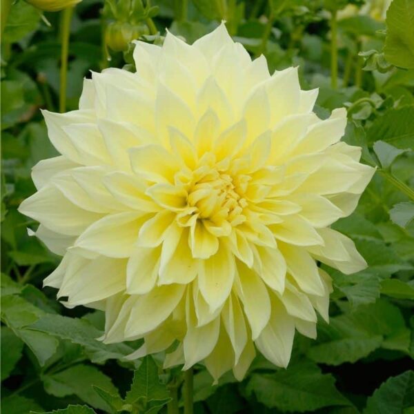 Dahlia Kelvin Floodlight Summer-flowering Bulb