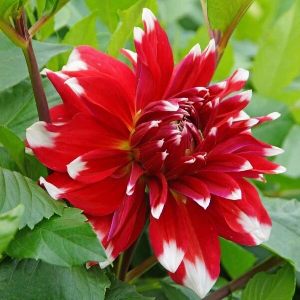 Dahlia Red Empire Summer-flowering Bulb
