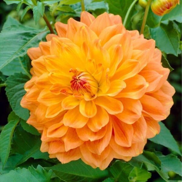 Dahlia Summer Sunset Summer-flowering Bulb