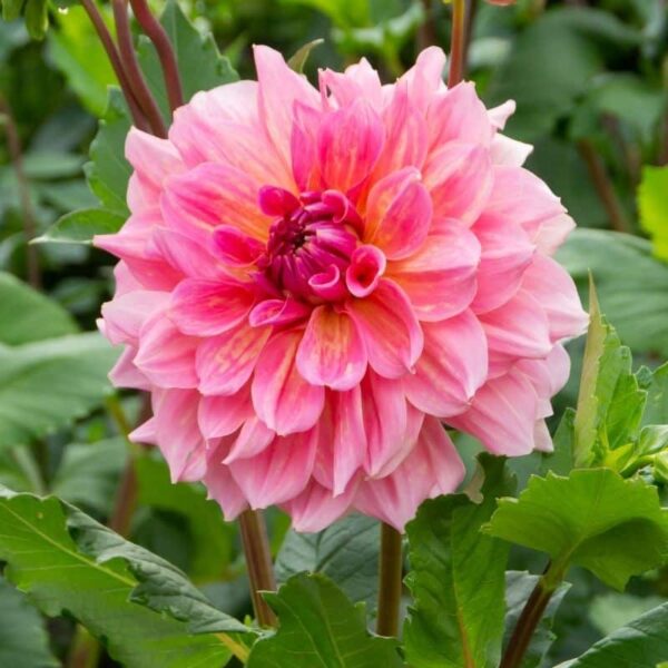 Dahlia Otto's Thrill Summer-flowering Bulb
