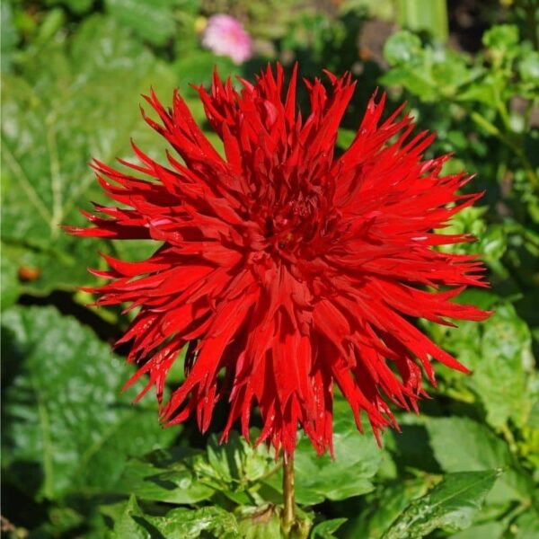 Dahlia Jaxon Summer-flowering Bulb