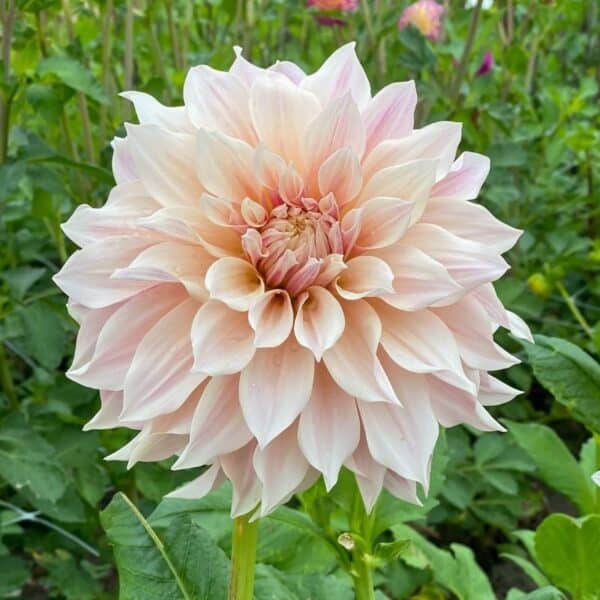 Dahlia Cafe Au Lait Summer-flowering Bulb