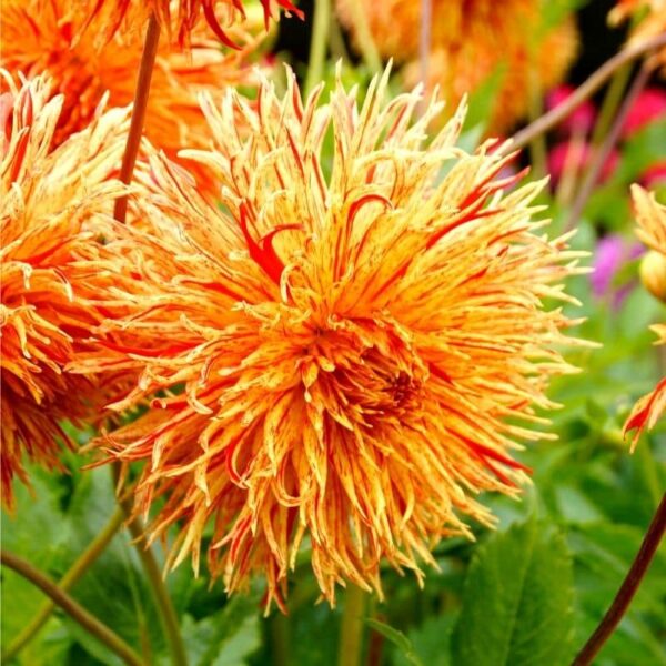 Dahlia Rejmans Firecracker Summer-flowering Bulb