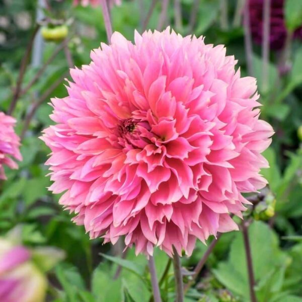 Dahlia Fubuki Sakura Summer-flowering Bulb