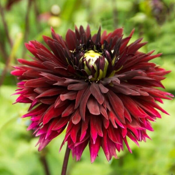 Dahlia Black Touch Summer-flowering Bulb