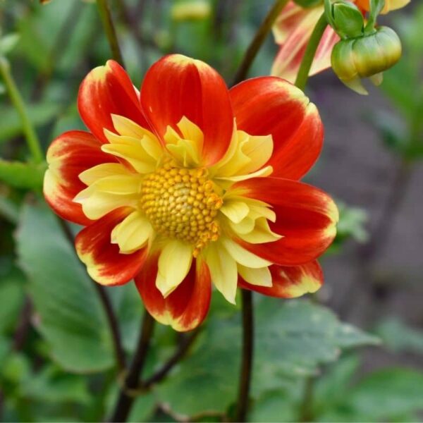 Dahlia Pooh Summer-flowering Bulb