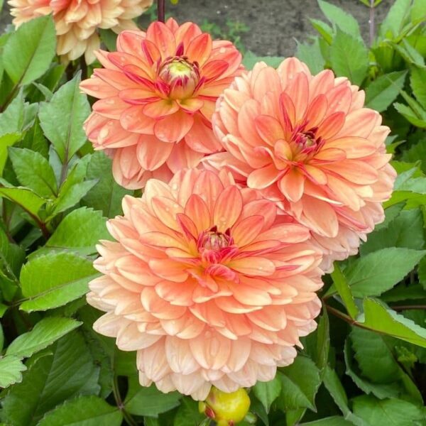 Dahlia Go Go Orange Summer-flowering Bulb