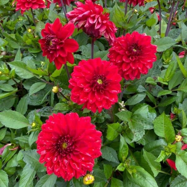 Dahlia Go Go Red Summer-flowering Bulb