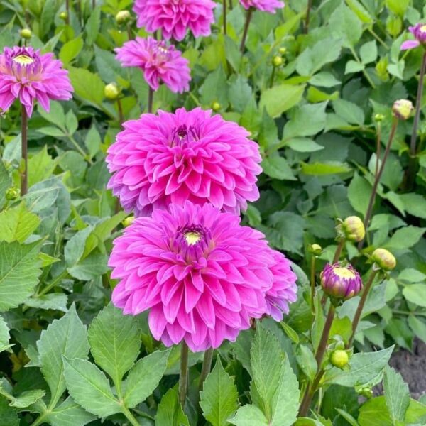 Dahlia Go Go Pink Summer-flowering Bulb