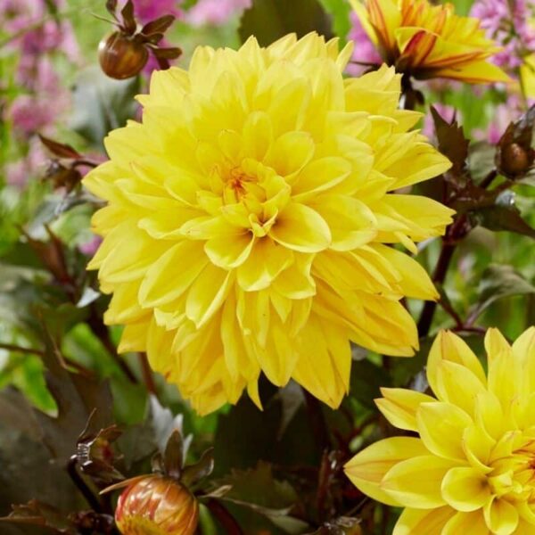 Dahlia Meteorite Summer-flowering Bulb
