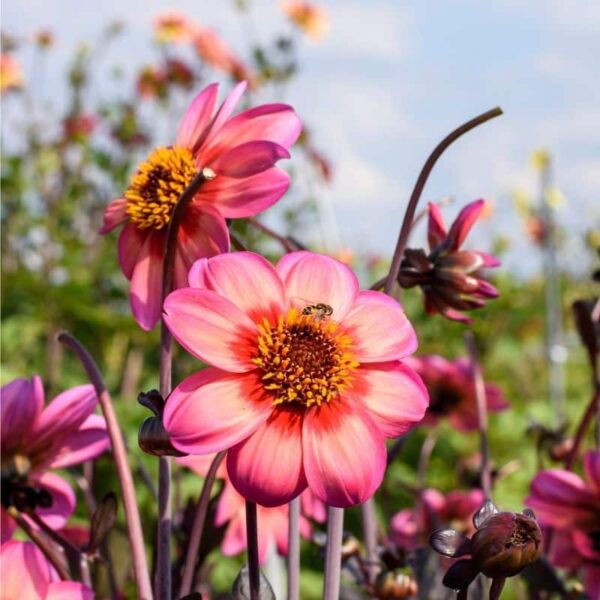 Dahlia Dahlegria Tricolore Summer-flowering Bulb