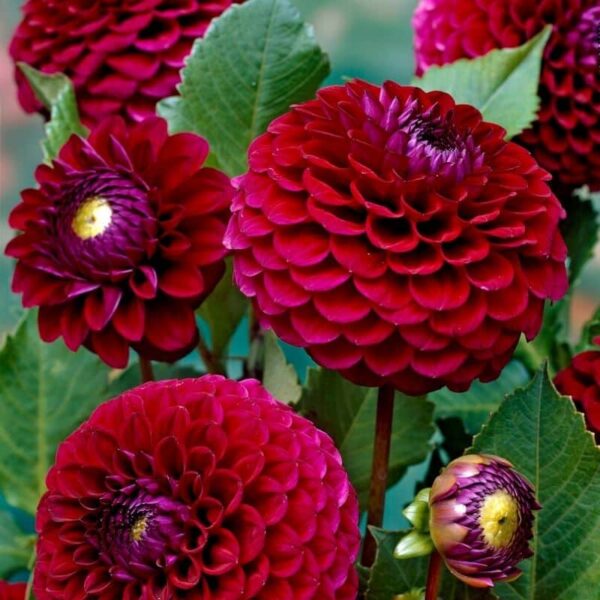 Dahlia Babette Summer-flowering Bulb