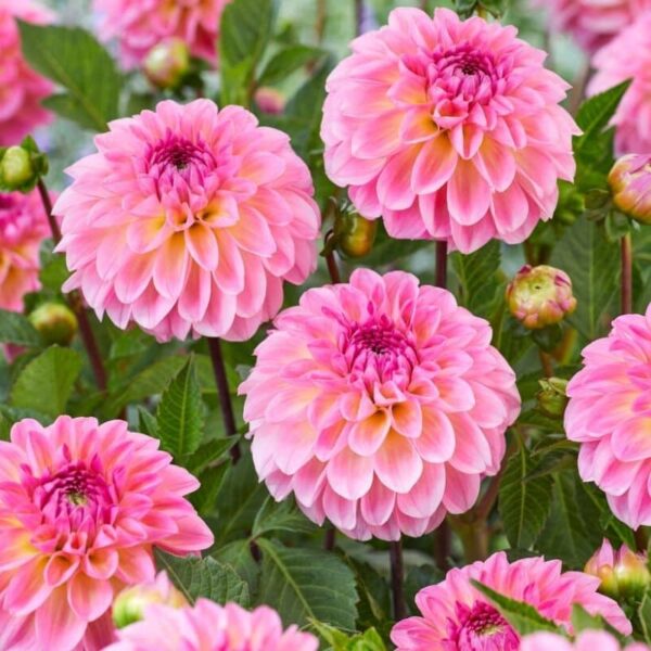 Dahlia Ilse Summer-flowering Bulb