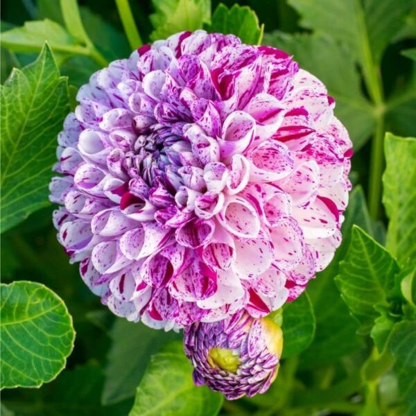 Dahlia Marble Ball Summer-flowering Bulb