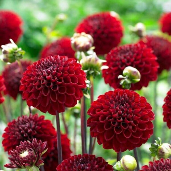 Dahlia Viking Summer-flowering Bulb