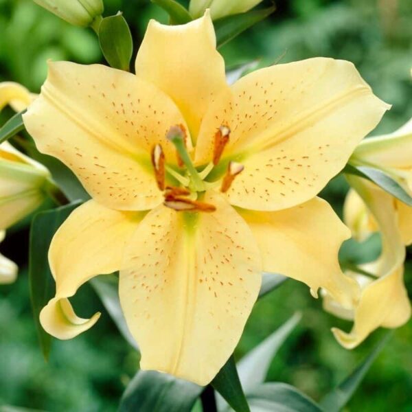 Lily Golden Stargazer Summer-flowering Bulb (Lilium)