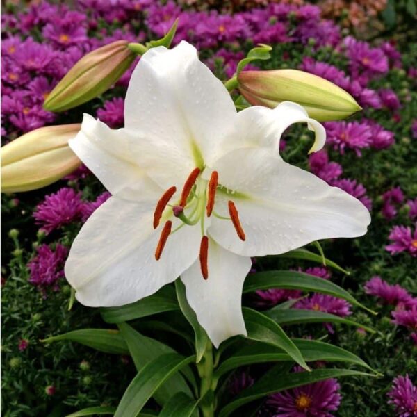 Lily Casa Blanca Summer-flowering Bulb (Lilium)