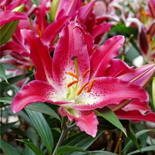 Lily Entertainer Summer-flowering Bulb (Lilium)