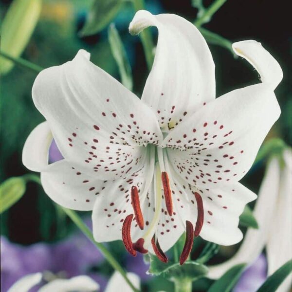 Lily White Tiger Summer-flowering Bulb (Lilium)