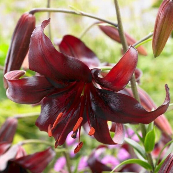 Lily Night Flyer Summer-flowering Bulb (Lilium)