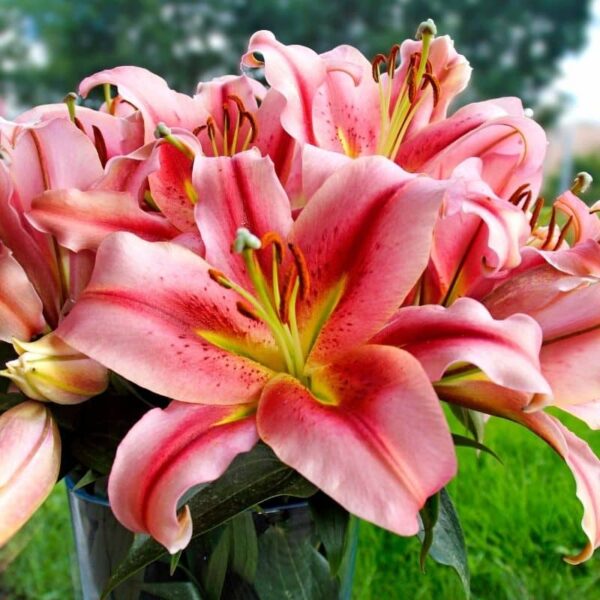 Lily Olympic Torch Summer-flowering Bulb (Lilium)