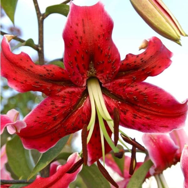 Lily Miss Feya Summer-flowering Bulb (Lilium)