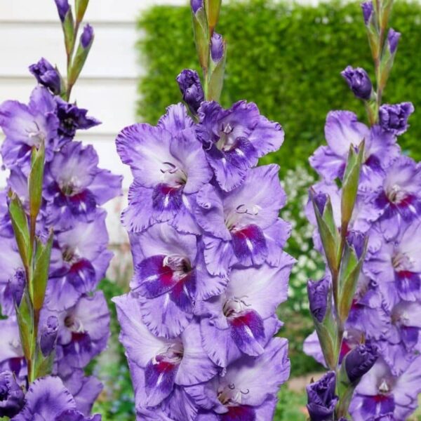 Gladiolus Big Girl Summer-flowering Bulb