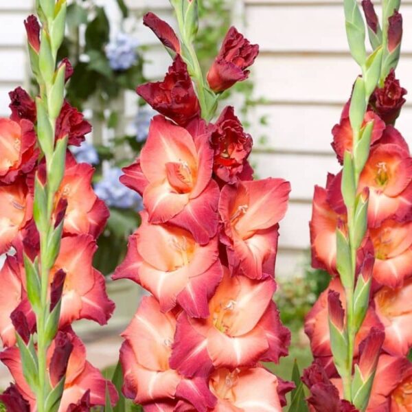 Gladiolus Guinea Summer-flowering Bulb