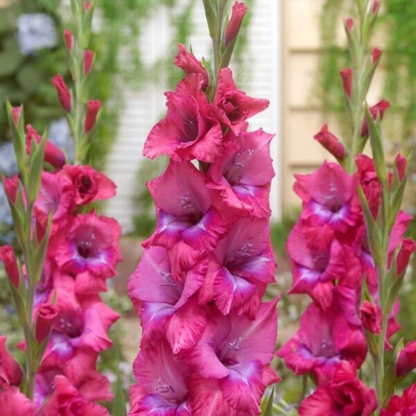 Gladiolus Lumierre Summer-flowering Bulb