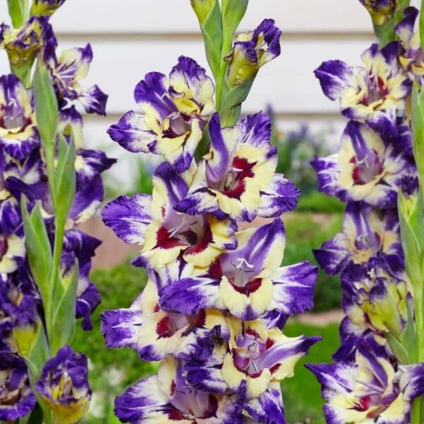 Gladiolus Circus Club Summer-flowering Bulb