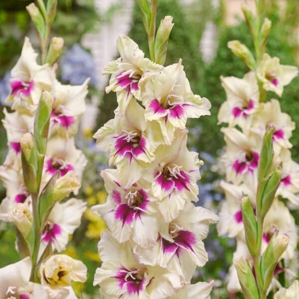 Gladiolus Amber Mistique Summer-flowering Bulb