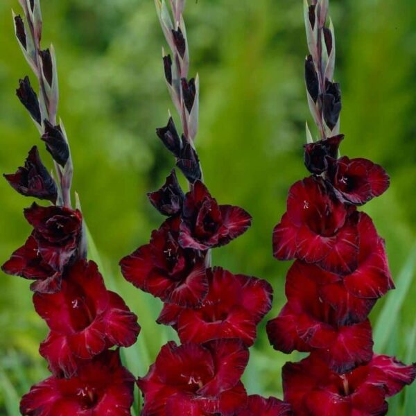Gladiolus Black Jack Summer-flowering Bulb