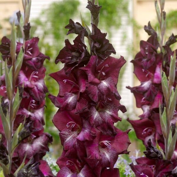 Gladiolus Shaka Zulu Summer-flowering Bulb