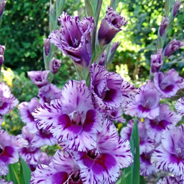 Gladiolus Passos Summer-flowering Bulb